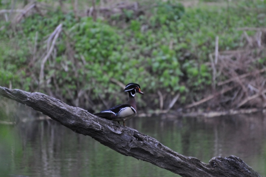 a duck walks on a log over some water